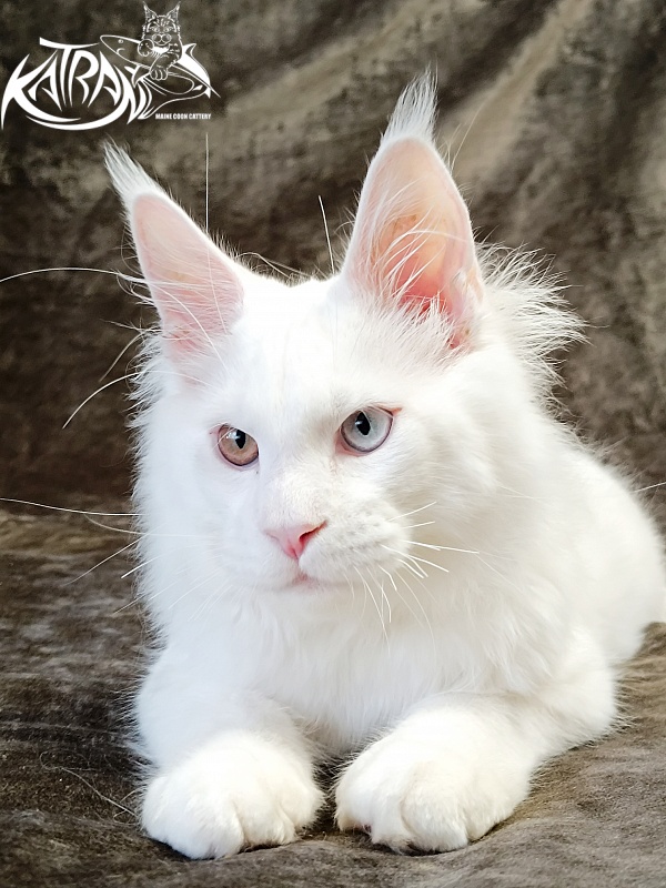 Katran Irbis - Kitten maine-coon 4 months