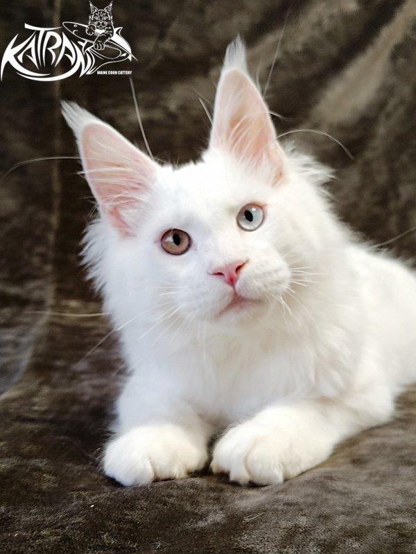 Katran Irbis - Kitten maine-coon 4 months
