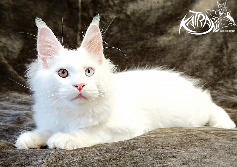 Katran Irbis - Kitten maine-coon 4 months