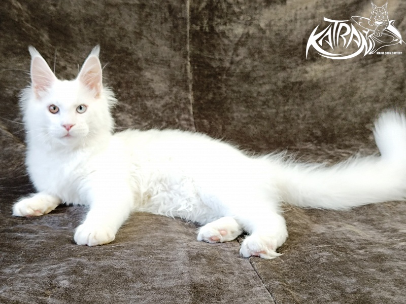 Katran Irbis - Kitten maine-coon 4 months
