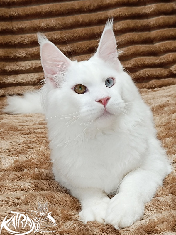 Katran Irbis - Kitten maine-coon 5.5 months