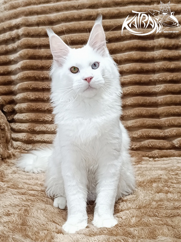Katran Irbis - Kitten maine-coon 5.5 months