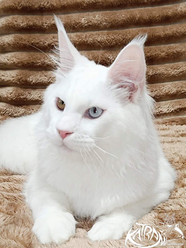 Katran Irbis - Kitten maine-coon 5.5 months