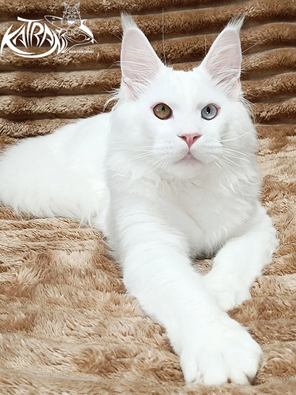 Katran Irbis - Kitten maine-coon 5.5 months
