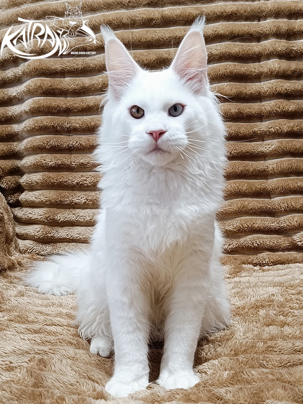 Katran Irbis - Kitten maine-coon 5.5 months