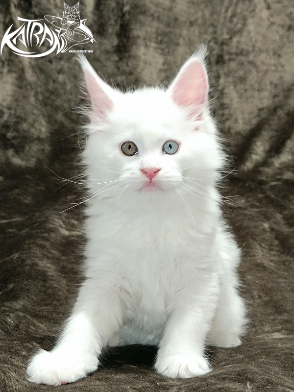 Katran Irbis - Kitten maine-coon 2 months