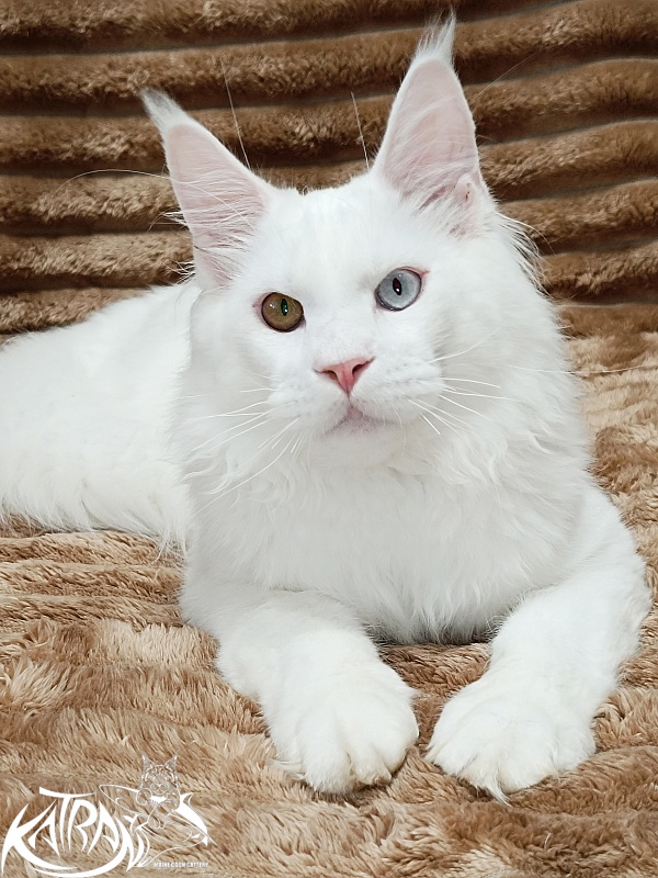 Katran Irbis - Kitten maine-coon 5.5 months