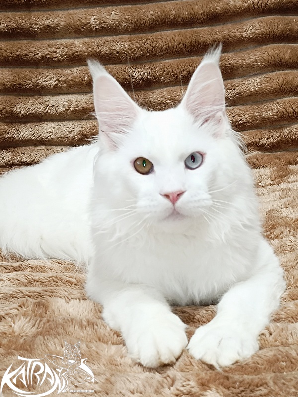 Katran Irbis - Kitten maine-coon 5.5 months