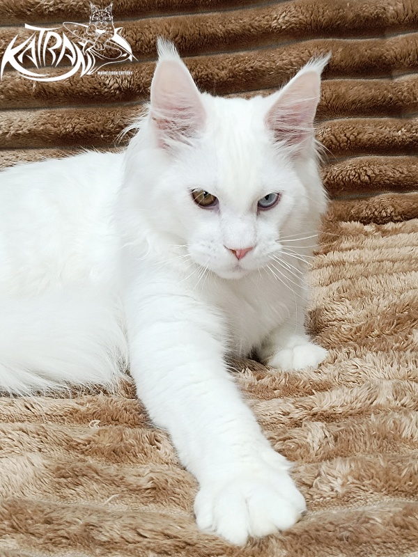 Katran Irbis - Kitten maine-coon 5.5 months
