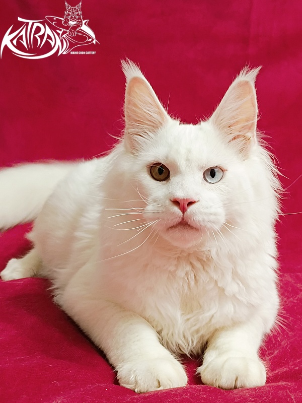 Katran Irbis - Kitten maine-coon 6 months