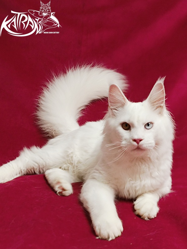 Katran Irbis - Kitten maine-coon 6 months