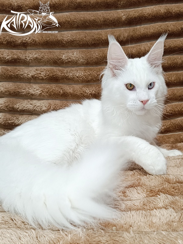 Katran Irbis - Kitten maine-coon 5.5 months