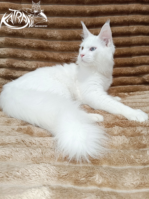 Katran Irbis - Kitten maine-coon 5.5 months