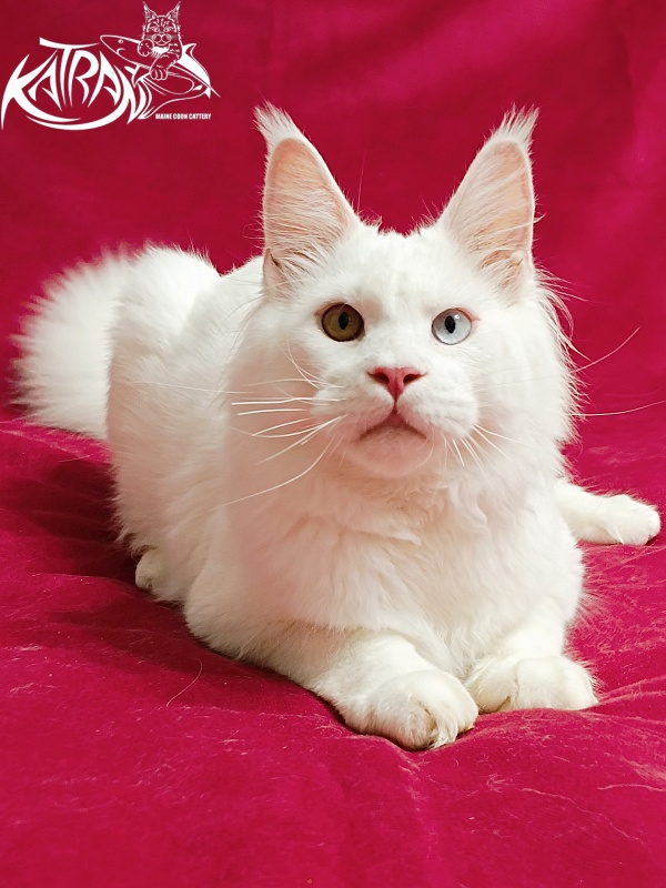 Katran Irbis - Kitten maine-coon 6 months