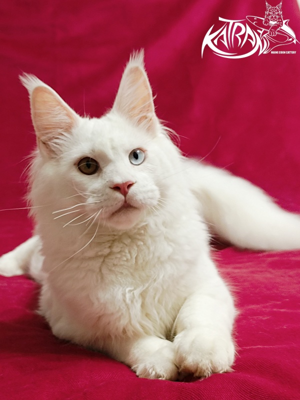 Katran Irbis - Kitten maine-coon 6 months
