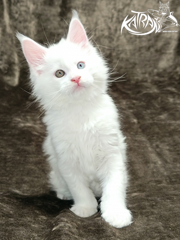 Katran Irbis - Kitten maine-coon 2 months