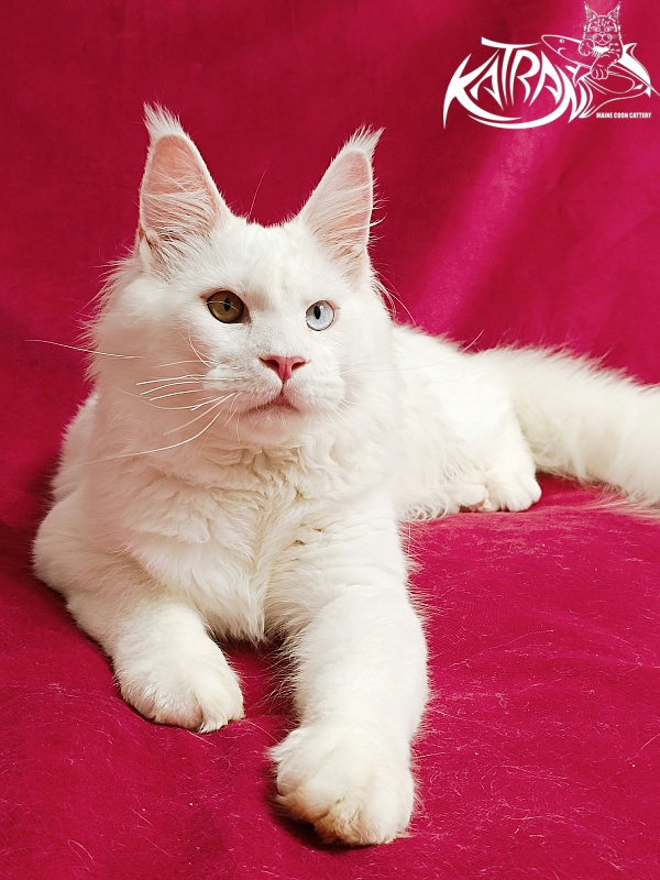 Katran Irbis - Kitten maine-coon 6 months