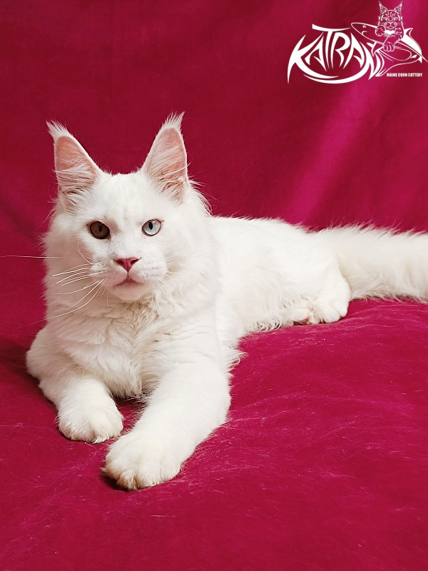Katran Irbis - Kitten maine-coon 6 months