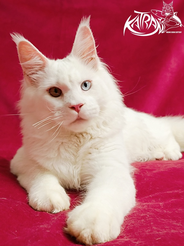 Katran Irbis - Kitten maine-coon 6 months