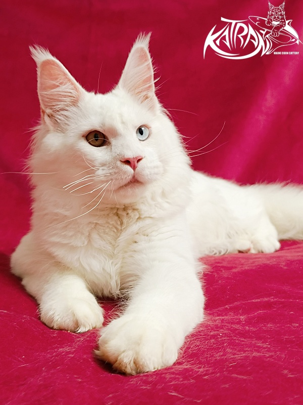 Katran Irbis - Kitten maine-coon 6 months