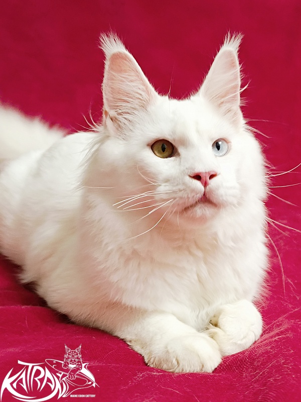 Katran Irbis - Kitten maine-coon 6 months