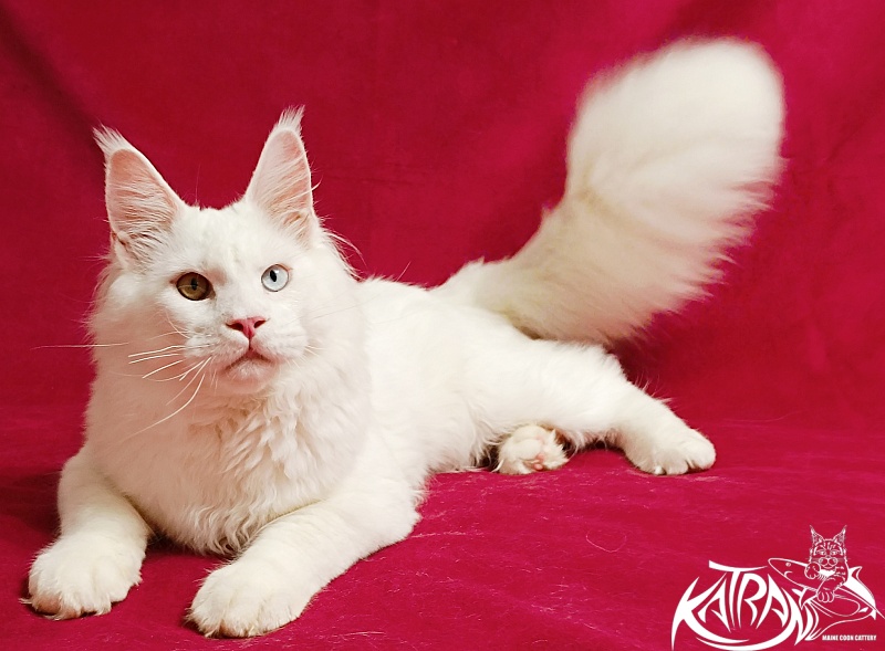 Katran Irbis - Kitten maine-coon 6 months