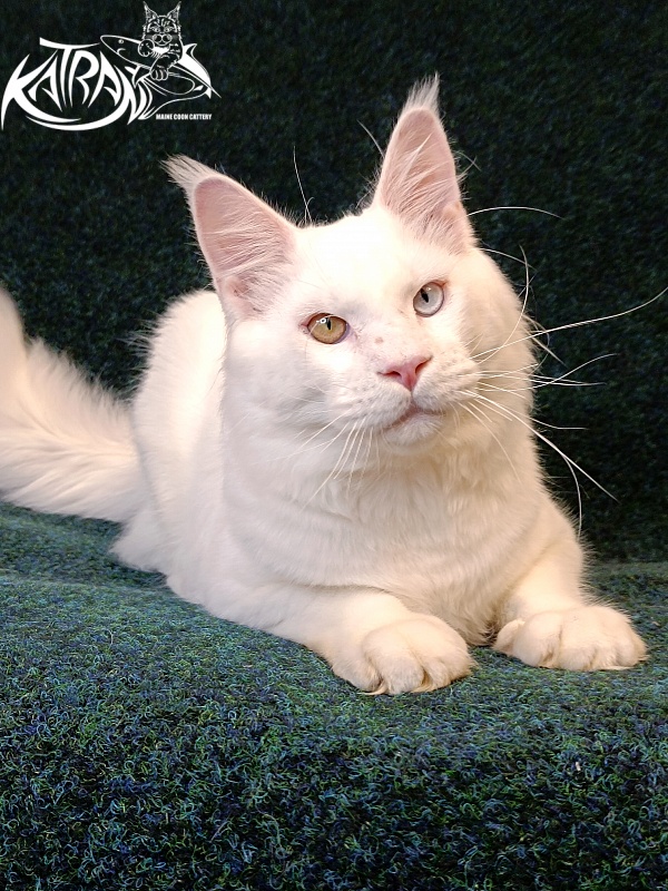 Katran Irbis - Junior maine-coon 8 months