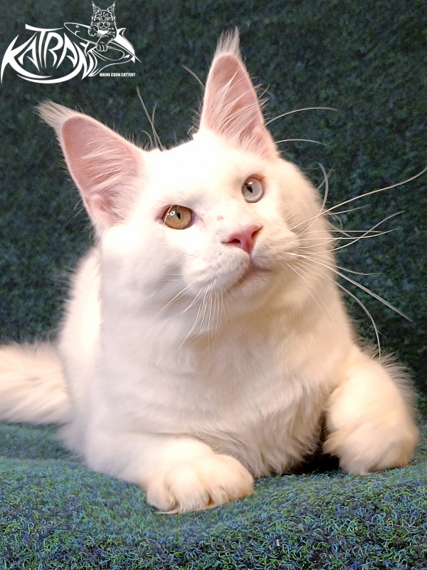 Katran Irbis - Junior maine-coon 8 months