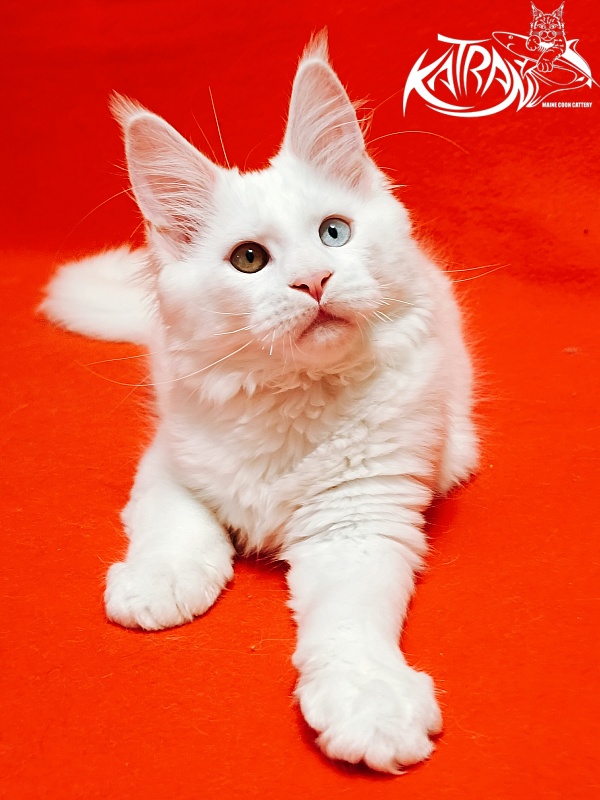 Katran Irbis - Kitten maine-coon 3 months