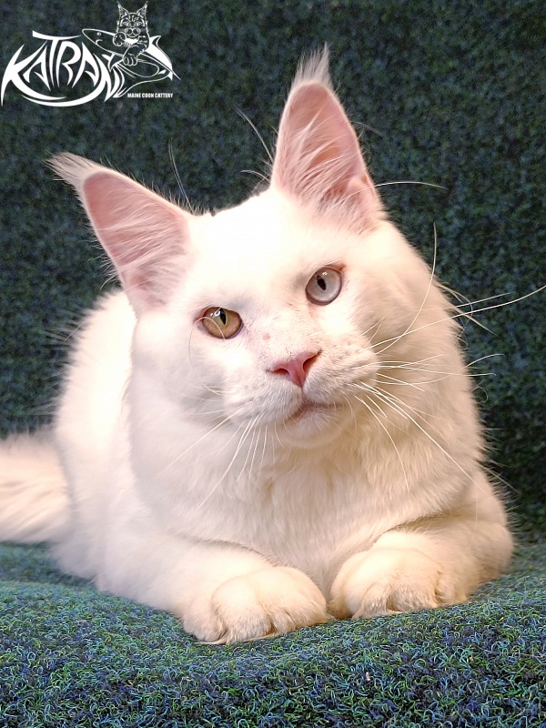 Katran Irbis - Junior maine-coon 8 months