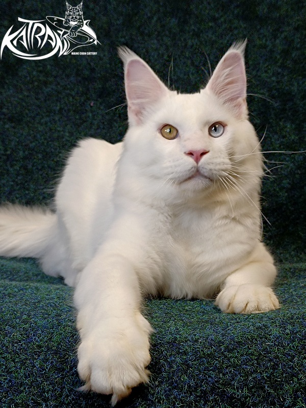 Katran Irbis - Junior maine-coon 8 months