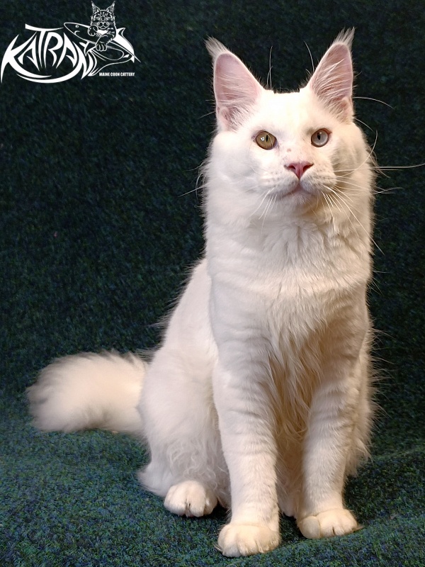 Katran Irbis - Junior maine-coon 8 months