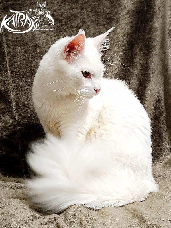 Katran Irbis - Junior maine-coon 9 months