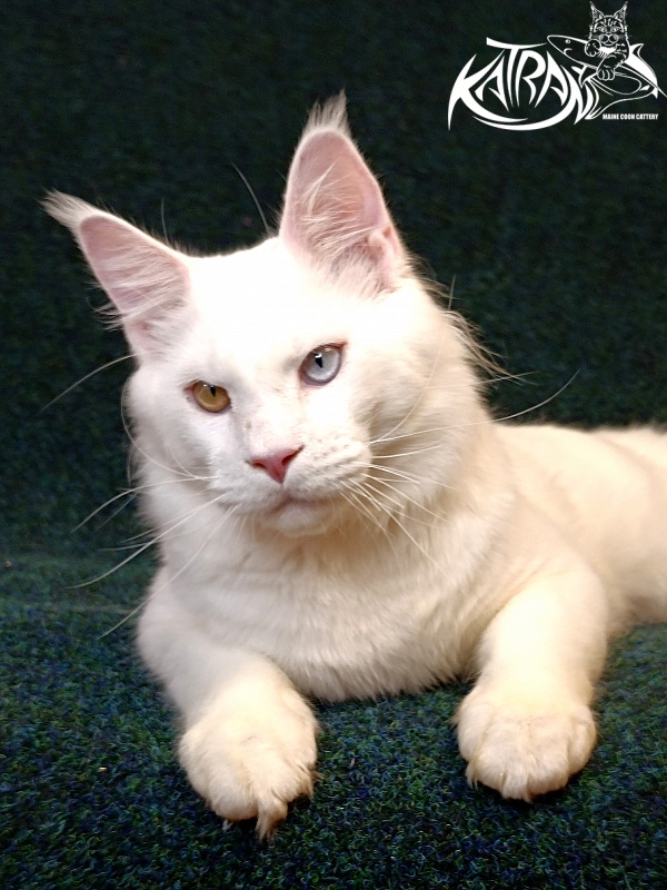 Katran Irbis - Junior maine-coon 8 months
