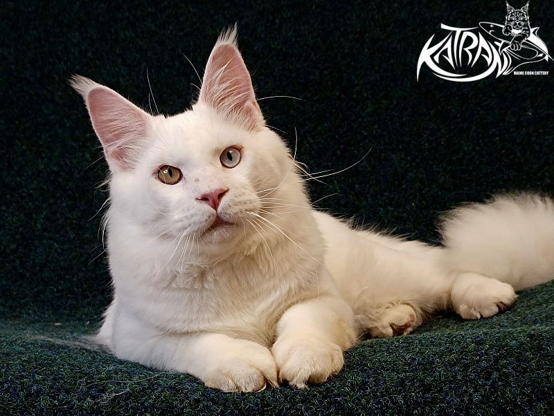 Katran Irbis - Junior maine-coon 8 months