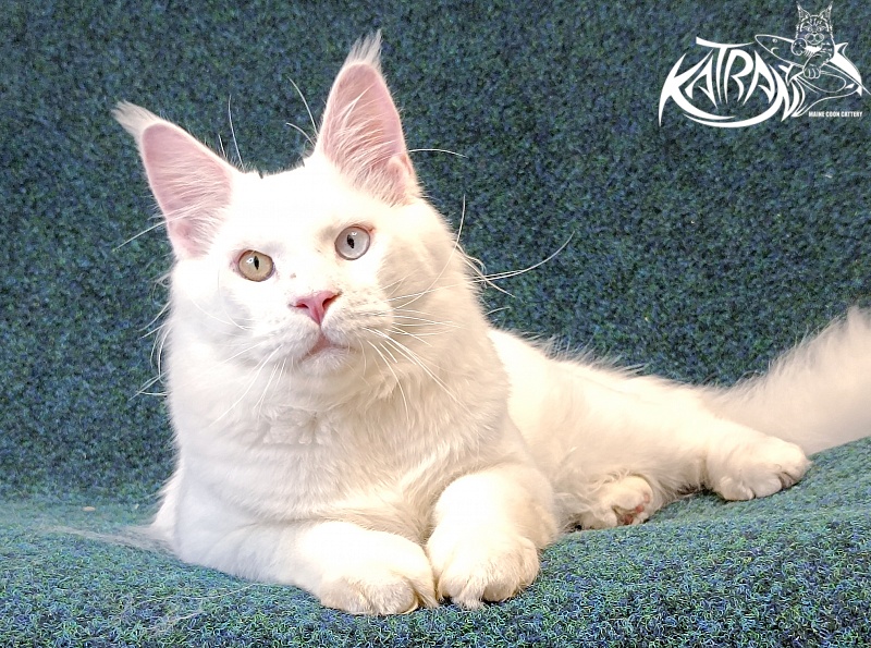 Katran Irbis - Junior maine-coon 8 months