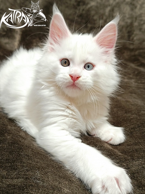 Katran Irbis - Kitten maine-coon 2 months
