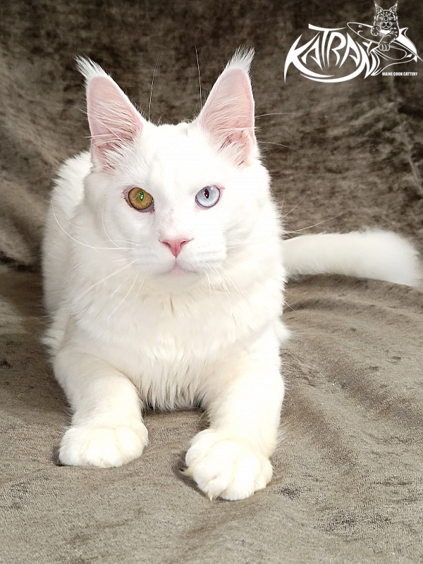 Katran Irbis - Junior maine-coon 9 months