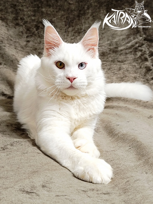 Katran Irbis - Junior maine-coon 9 months