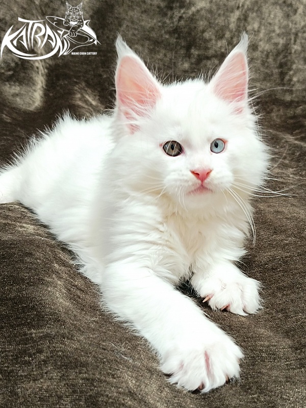 Katran Irbis - Kitten maine-coon 2 months
