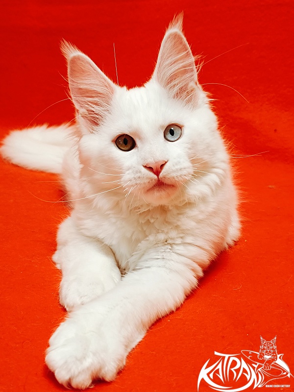 Katran Irbis - Kitten maine-coon 3 months
