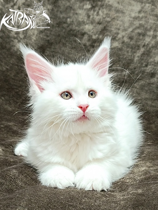 Katran Ivetta - Kitten maine-coon 2 months