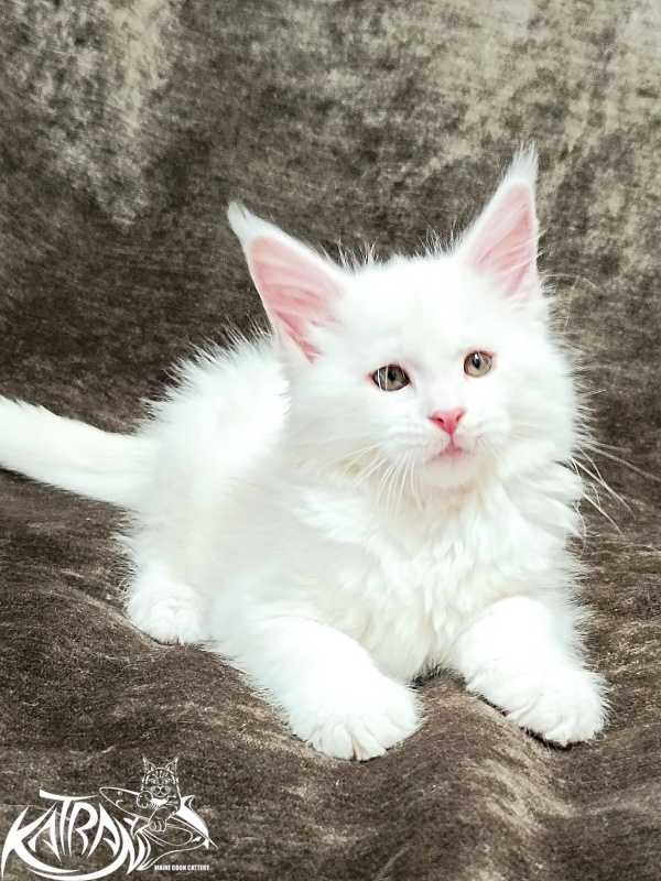 Katran Ivetta - Kitten maine-coon 2 months