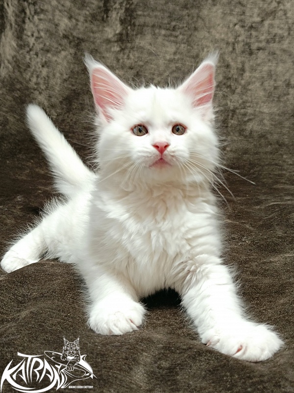 Katran Ivetta - Kitten maine-coon 2 months