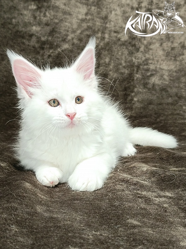 Katran Ivetta - Kitten maine-coon 2 months