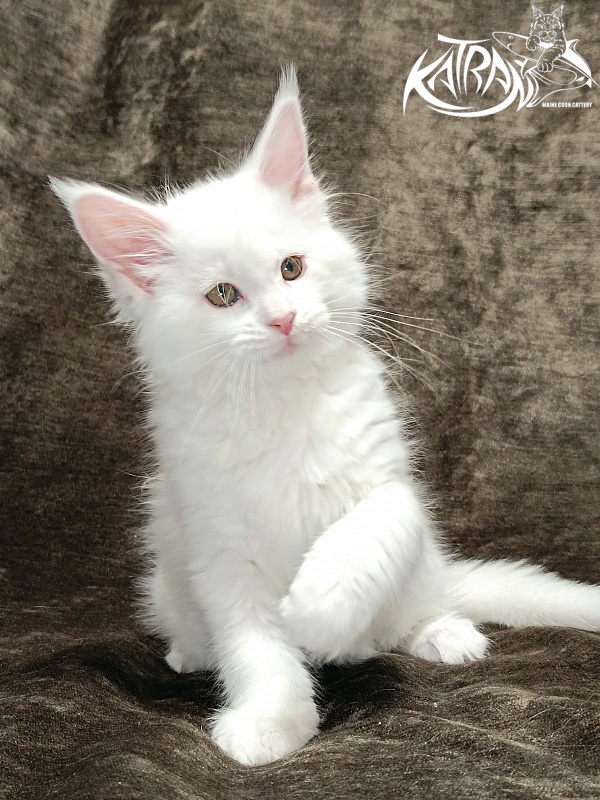 Katran Ivetta - Kitten maine-coon 2 months