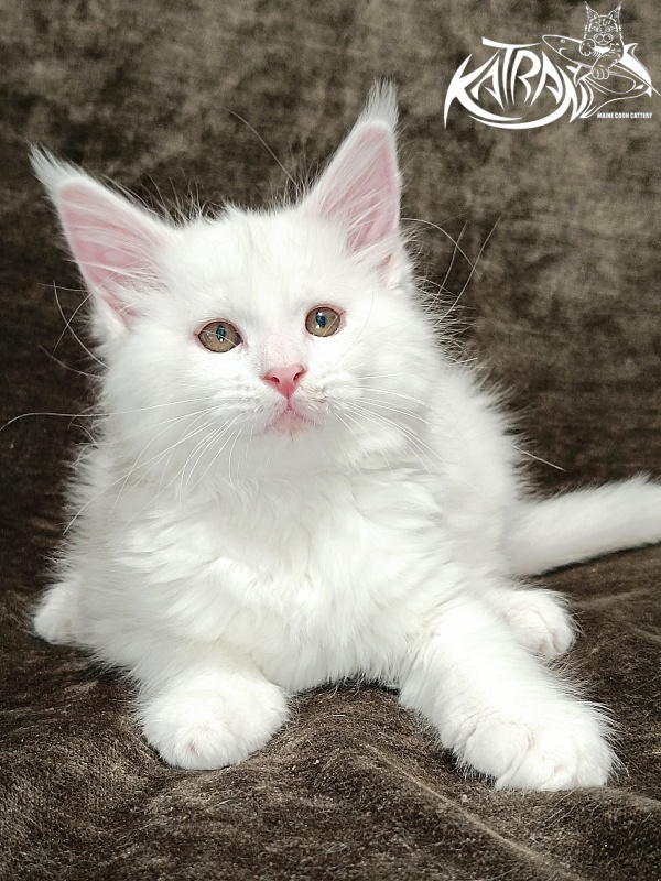 Katran Ivetta - Kitten maine-coon 2 months