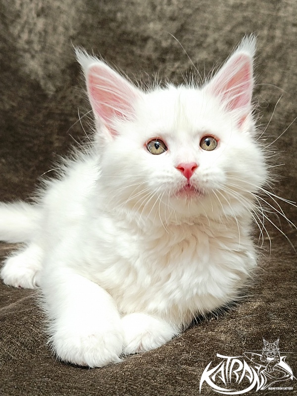 Katran Ivetta - Kitten maine-coon 2 months