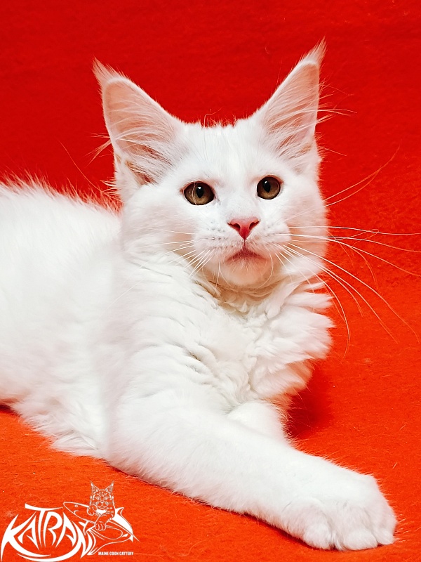 Katran Ivetta - Kitten maine-coon 3 months