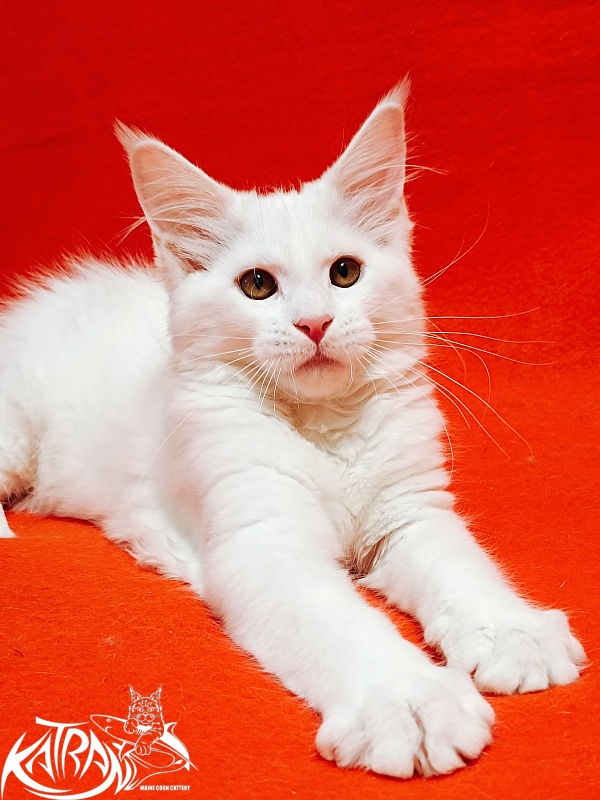Katran Ivetta - Kitten maine-coon 3 months